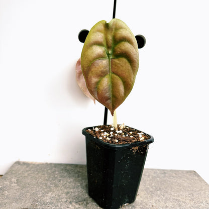 Alocasia Cuprea