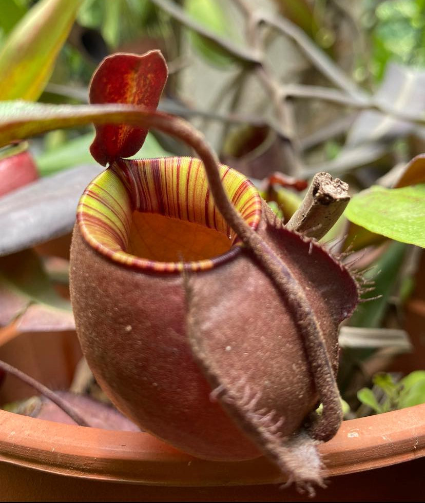 Nepenthes Lowland Assorted Hybrids - Lowland Tropical Pitcher Plant