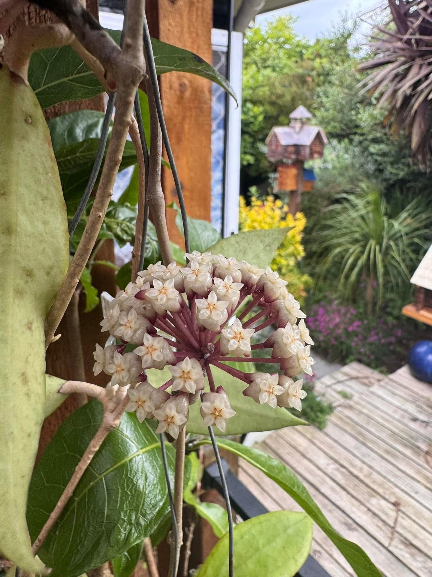 Hoya ‘Jennifer’