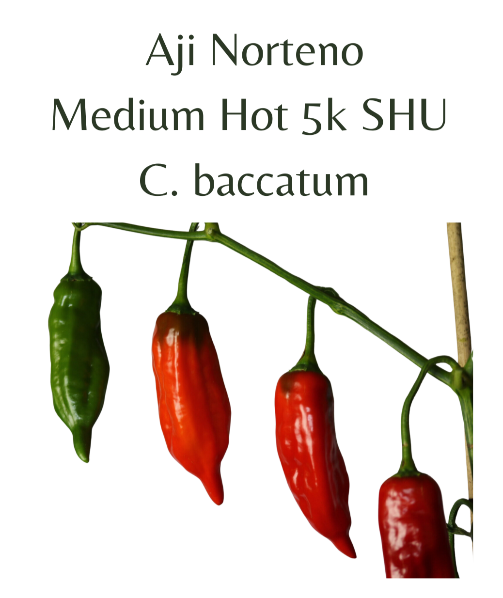 Aji Norteno Chilli Seeds (10 seeds) - Rasmussen Gardens