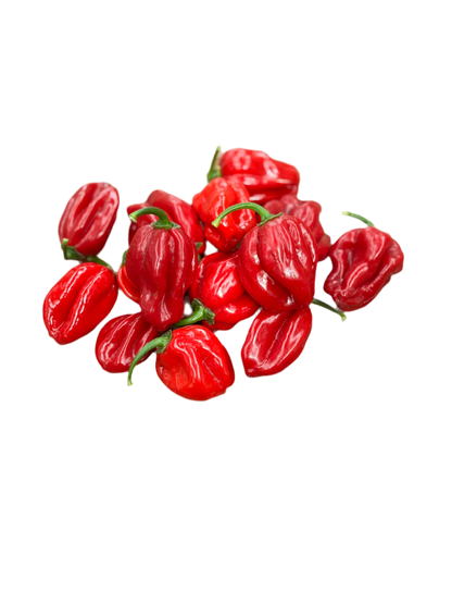 Habanero - Red Chilli Seeds (10 seeds) - Rasmussen Gardens