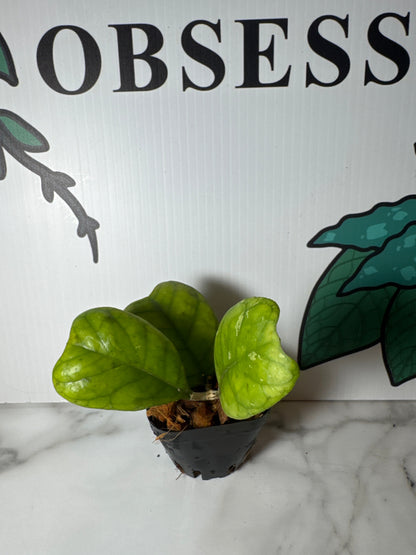Hoya deykea
