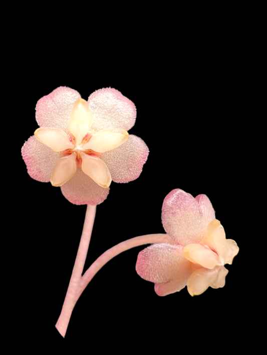 Hoya VL9, Very rare