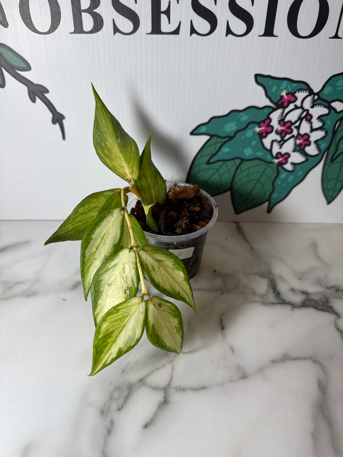 Hoya polyneura (Inner Variegated)