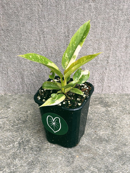 Philodendron Ring of Fire