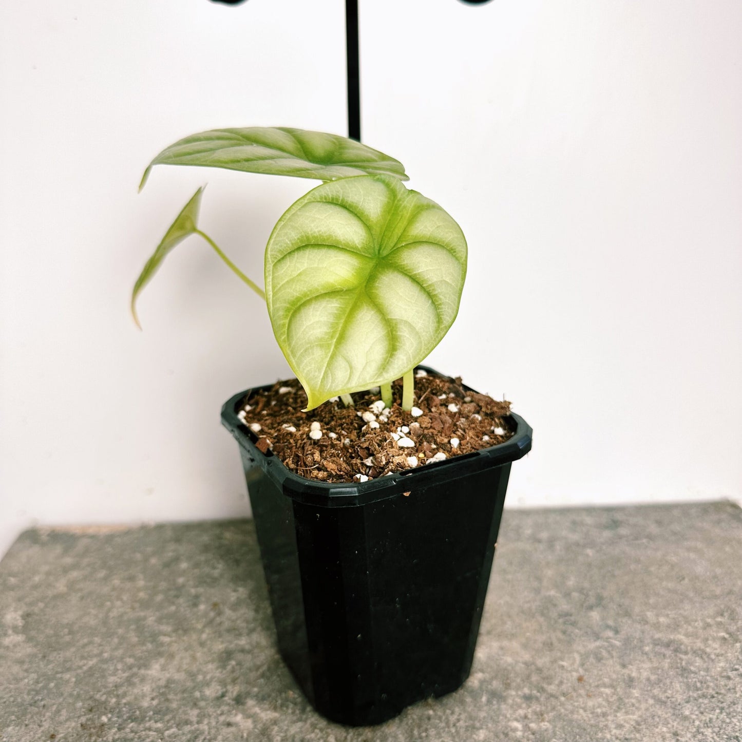 Alocasia Silver Dragon