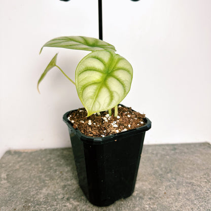 Alocasia Silver Dragon
