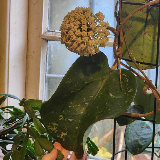 Hoya loyceandrewsiana