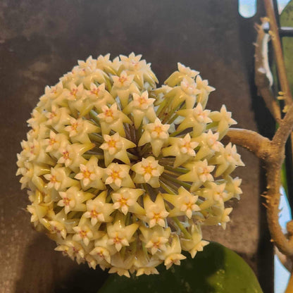 Hoya loyceandrewsiana