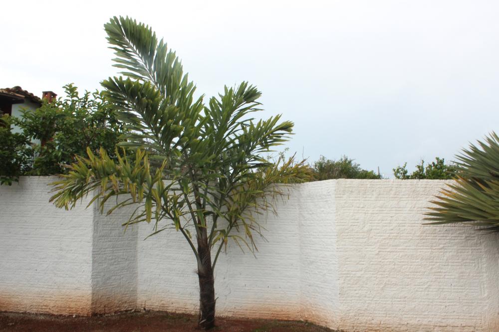 Distichous Fishtail Palm