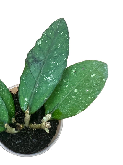 Hoya sp. Aceh, Clone 2, Extremely Rare
