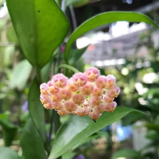 Hoya obscura