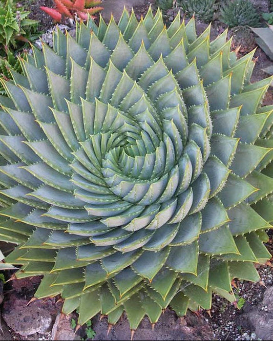 Aloe polyphylla  (Spiral Aloe)