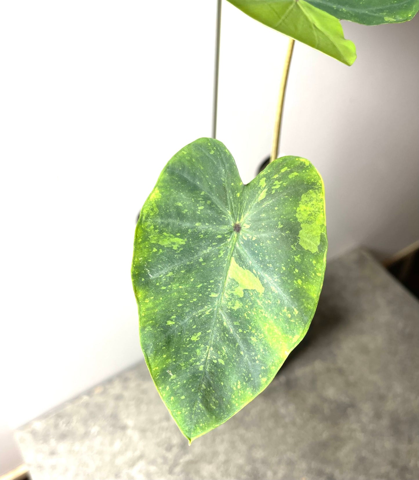 Colocasia Lemon Lime Gecko