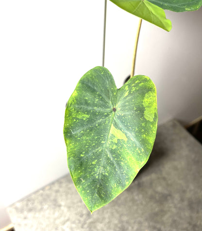 Colocasia Lemon Lime Gecko