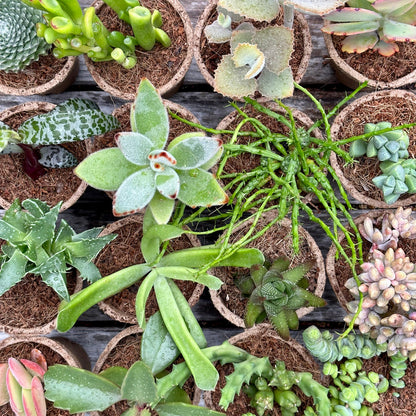 WEIRD & WONDERFUL Succulents Gift Box (6 Pack)