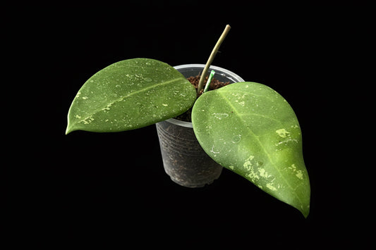 Hoya sp. Thien Phuc (Splash), New Release, extremely rare