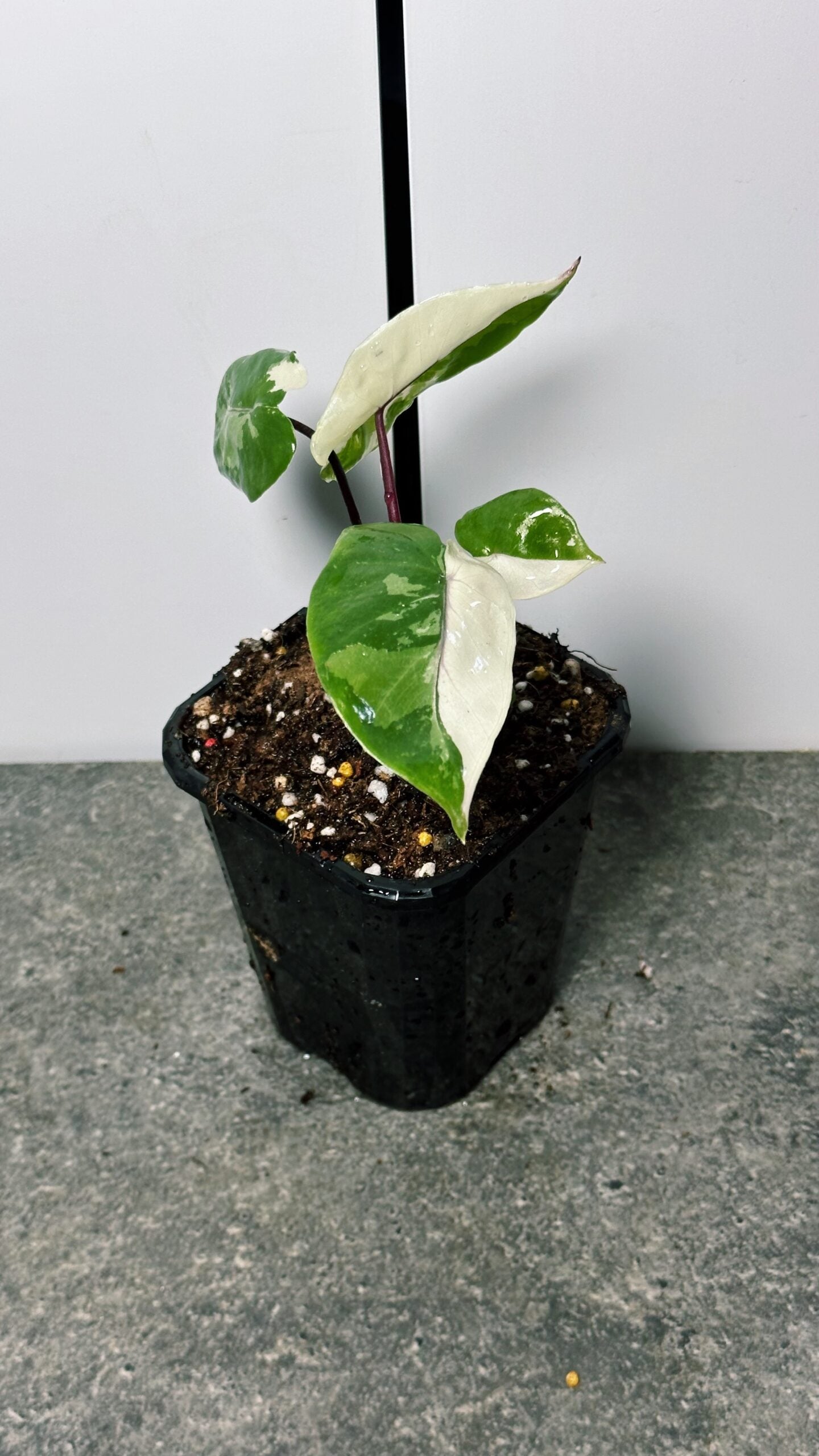Alocasia Black Stem Variegated