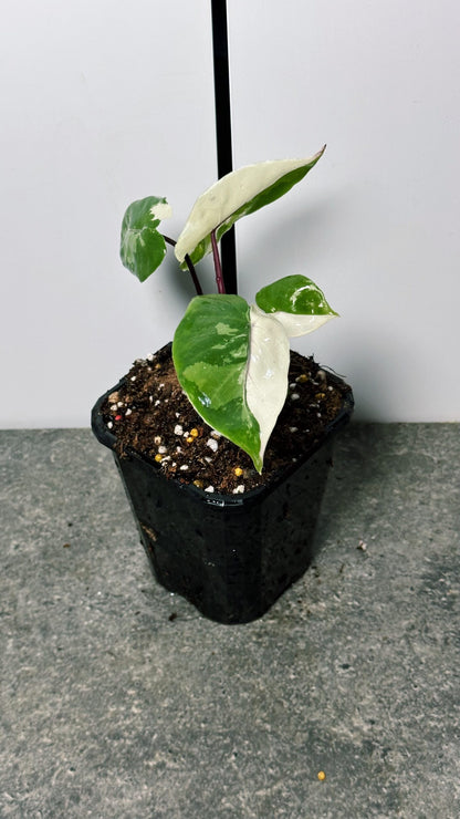 Alocasia Black Stem Variegated