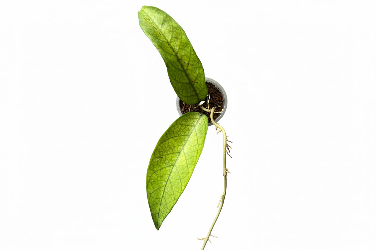Hoya sp. Lai Chau (Long leaves) Very Rare