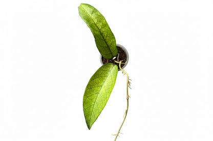 Hoya sp. Lai Chau (Long leaves) Very Rare