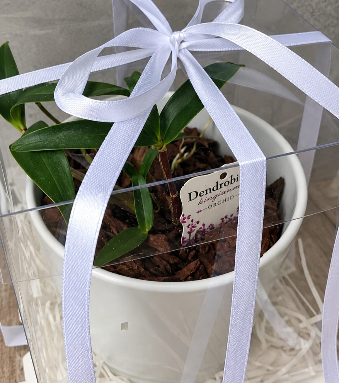 Dendrobium Kingianum Orchid – Gift Boxed