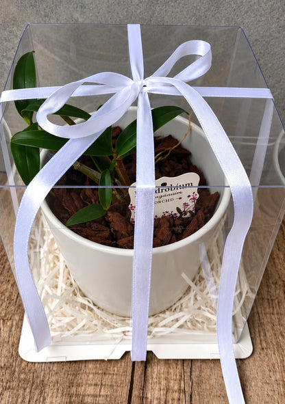 Dendrobium Kingianum Orchid – Gift Boxed