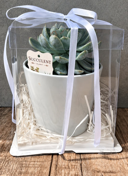 Succulent Plant – Gift Boxed  A little greenery, beautifully gifted!