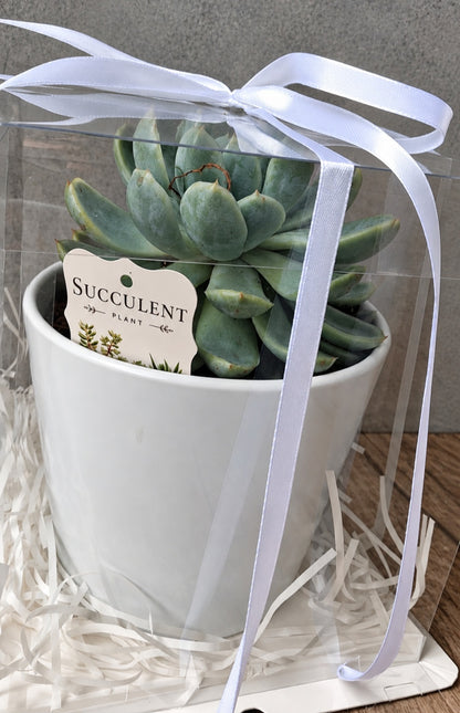 Succulent Plant – Gift Boxed  A little greenery, beautifully gifted!