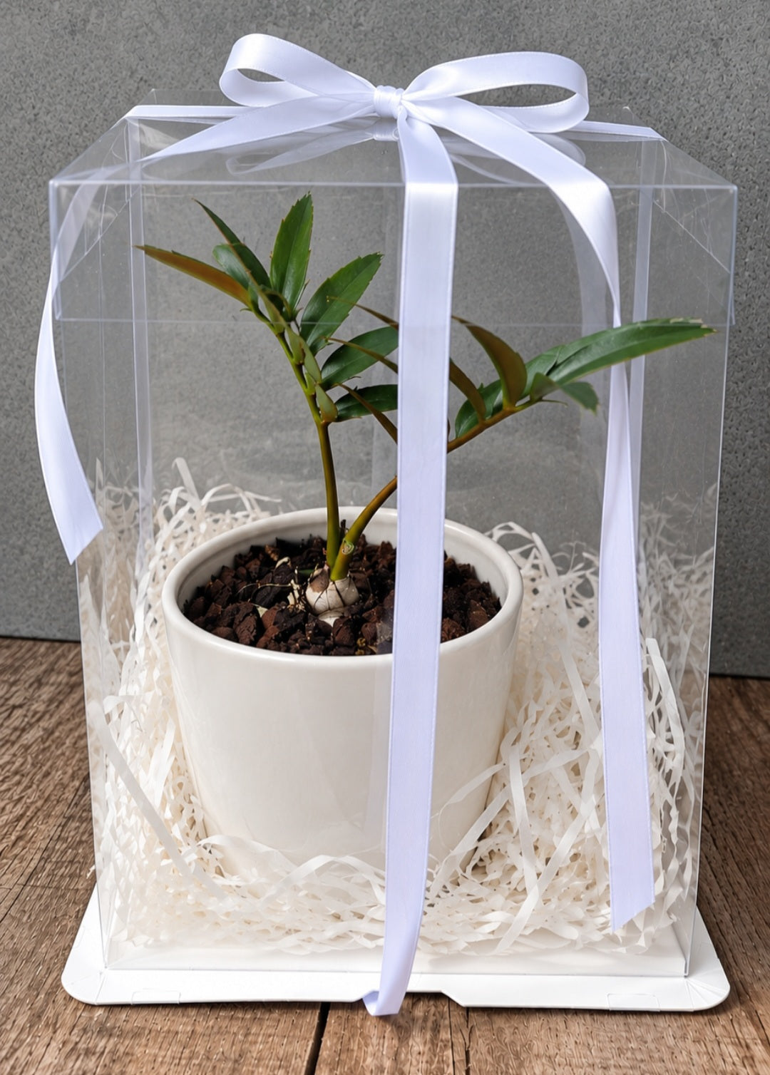 Encephalartos natalensis (Natal Cycad) – Gift Boxed  A little greenery, beautifully gifted!