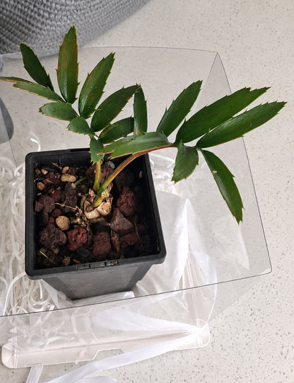 Encephalartos natalensis (Natal Cycad) – Gift Boxed  A little greenery, beautifully gifted!
