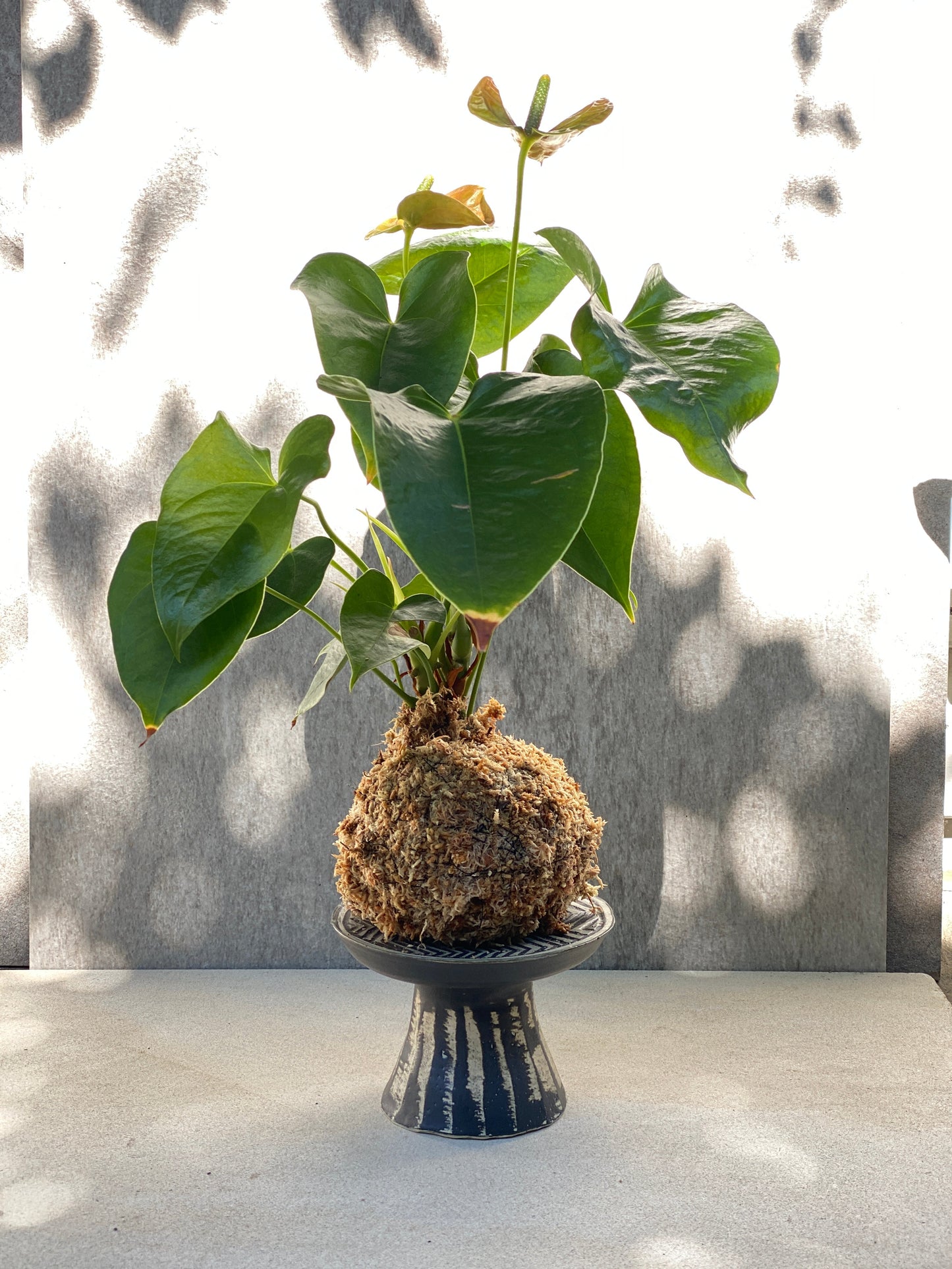 Kokedama: Anthurium