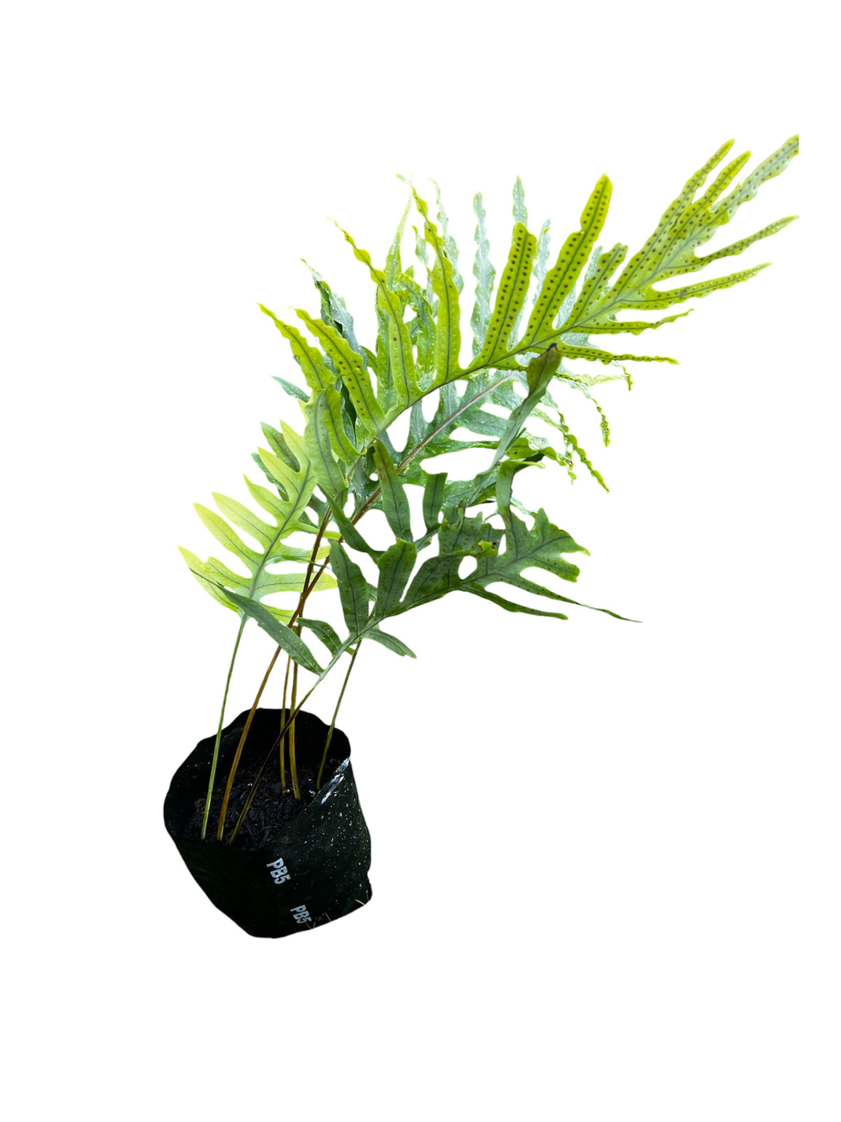 Blue Star Fern – Phlebodium aureum ‘Blue Star’ 2.8ltr