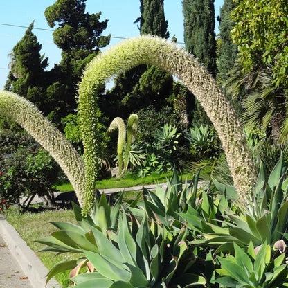 Agave Attenuata | Fox Tail Agave