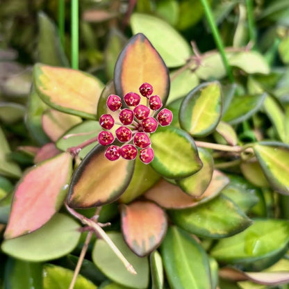 Hoya burtoniae (Inner variegated)