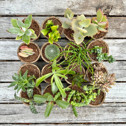 WEIRD & WONDERFUL Succulents Gift Box (6 Pack)