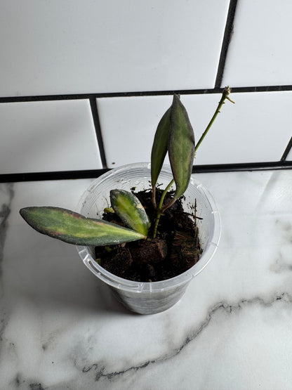 Variegated Hoya Bundle # 2