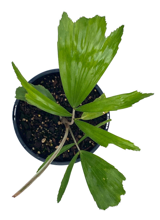 Formosa Palm