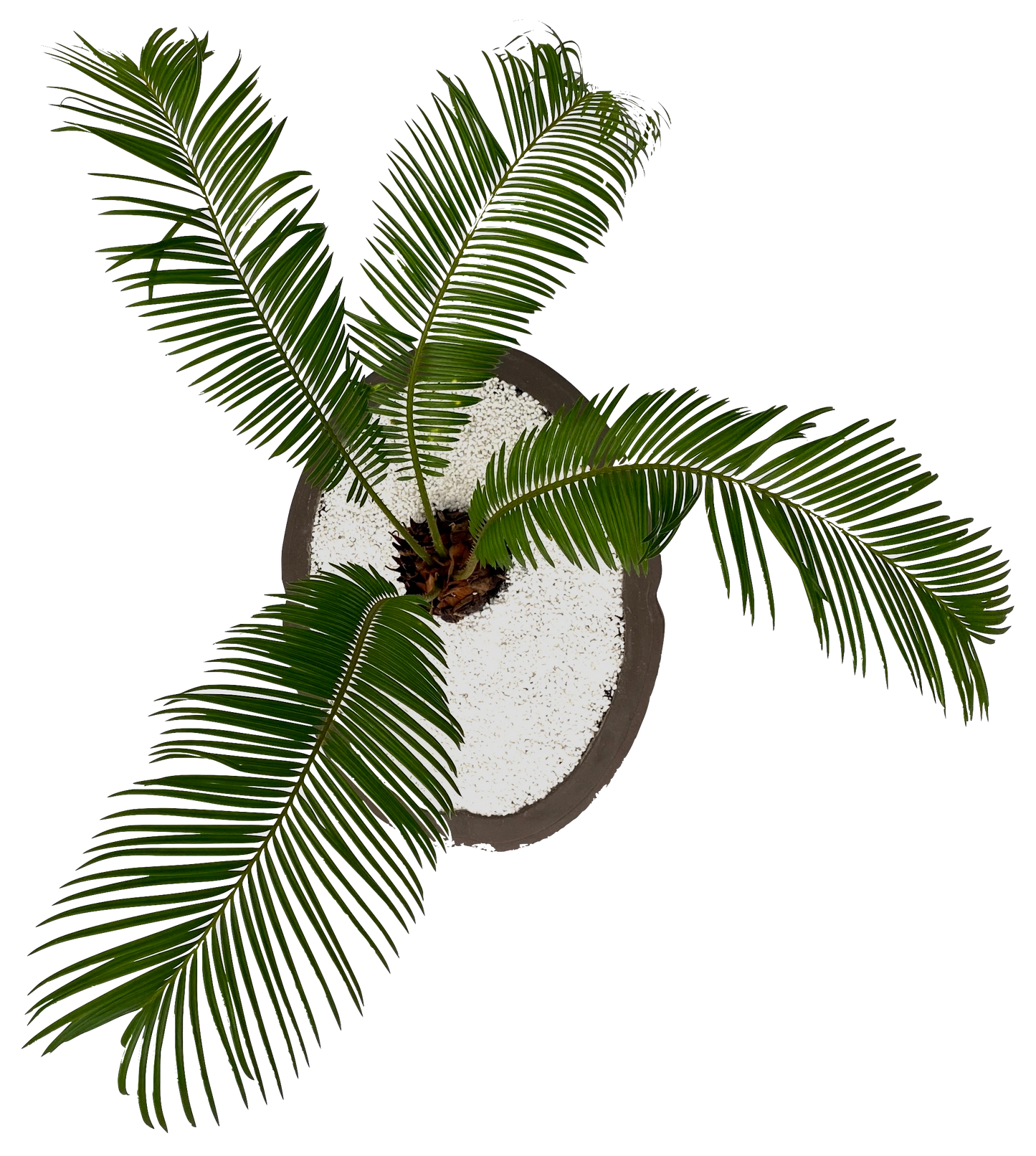 Bonsai Cycad