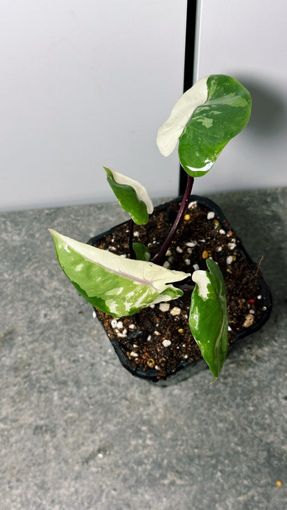 Alocasia Black Stem Variegated