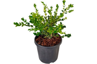 Buxus 'Green Gem'