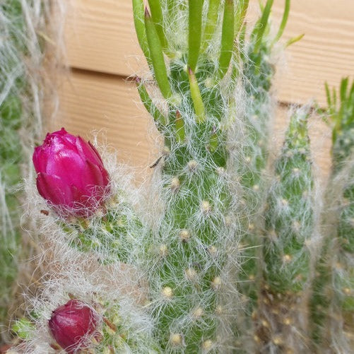 Austrocylindropuntia Vestita | Old Man Opuntia