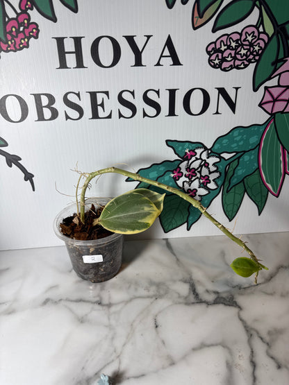 Hoya pachyclada - Big round leaves , Outer variegated