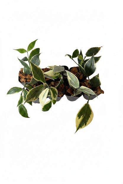 Hoya polyneura ‘Wishbone’ (Outer  Variegated Fish Tail)