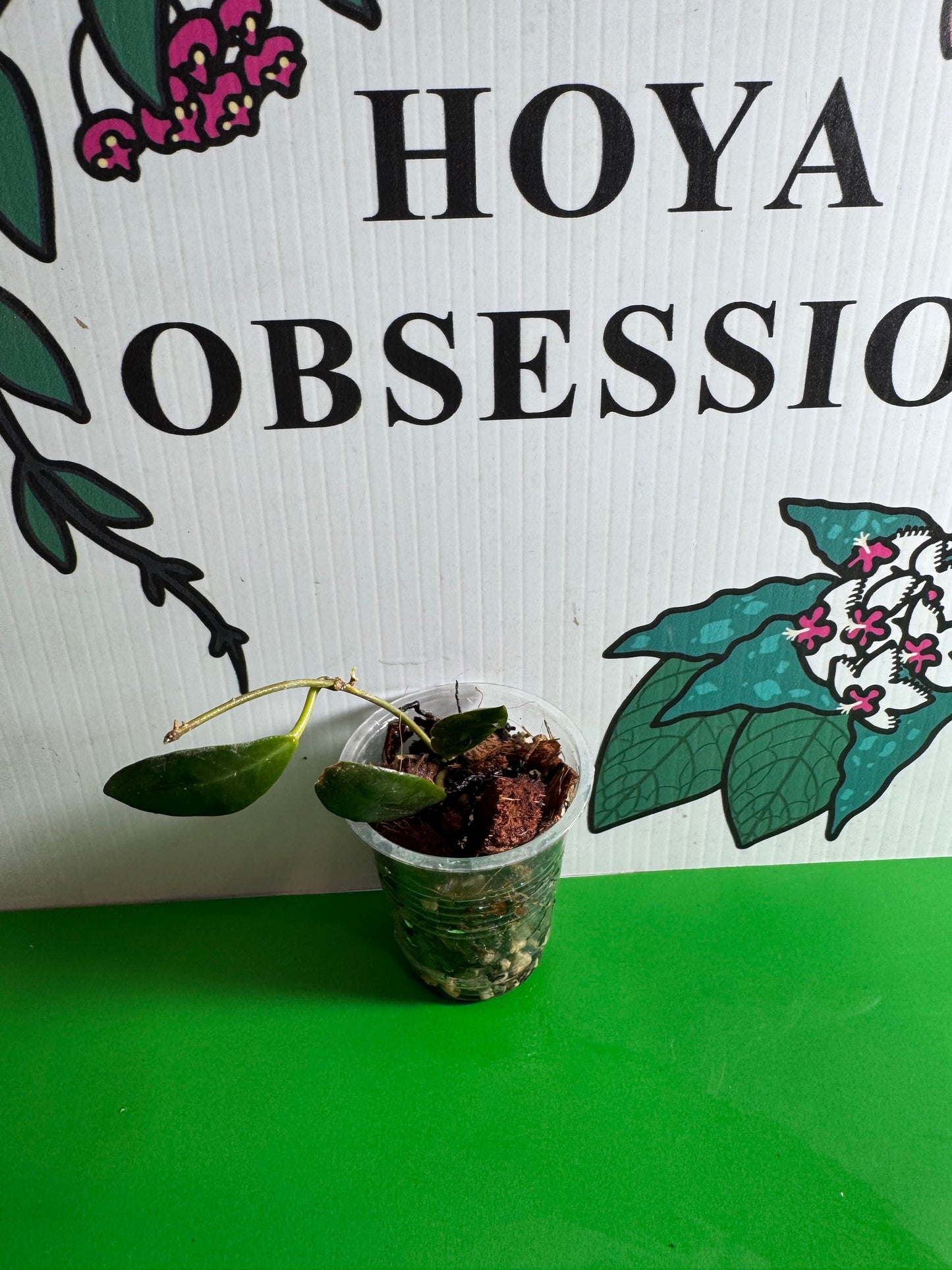 Hoya leticiae