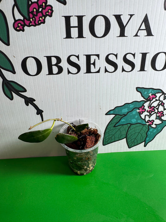 Hoya leticiae