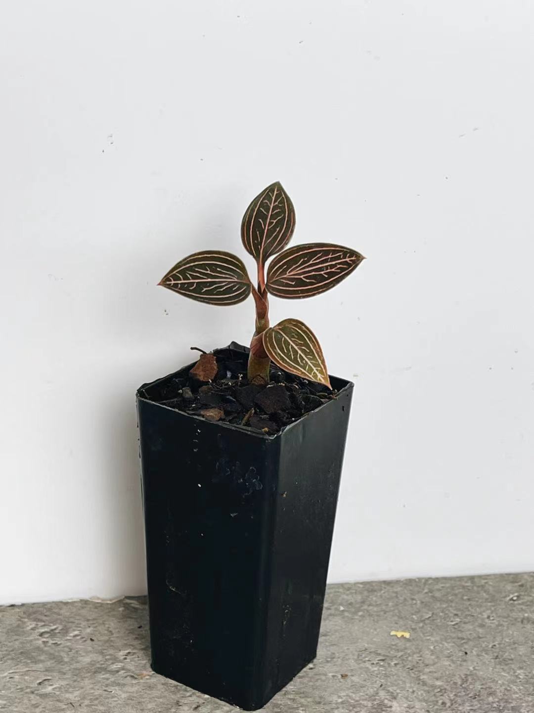 Ludisia 'Spiderman'