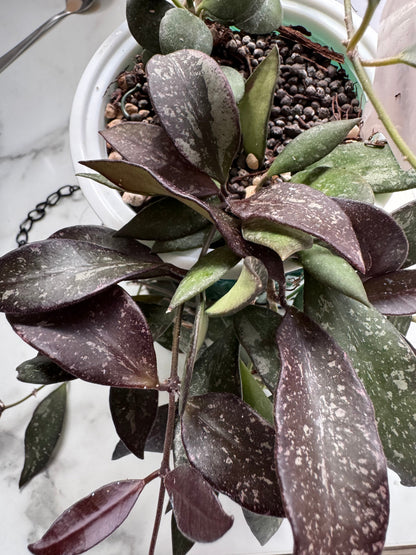 Hoya ‘Rosita (Merlot)
