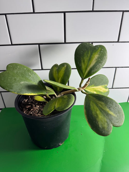 Hoya kerrii (Inner variegated), Full Plant