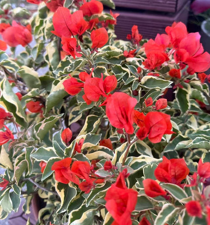Bougainvillea “Miski” 2ltr